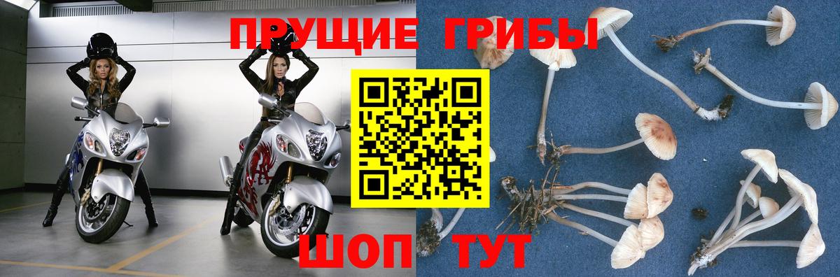 Галлюциногенные грибы Psilocybine cubensis  Вход с VPN  Пушкино 